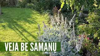 Samanų naikinimas: kodėl atsiranda ir ką daryti