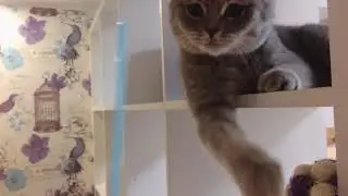 Смешной кот играется