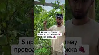 Стрижка винограда весной пользы