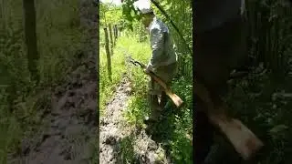 Тигр сожрал бычка