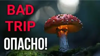 Мухомор. BAD TRIP. Опасно⚠️