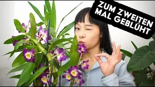 Orchidee Dendrobium Nobile wieder zum Blühen bringen 🌸🌺 | ausführliche Pflegeanleitung