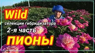 Пионы гибридизатора Уайлда. Часть 2 / Сад Ворошиловой