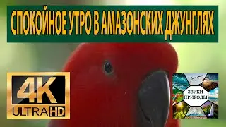 Спокойное утро в Амазонских джунглях. Тропический лес. Звуки природы