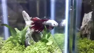 Rescue Betta fishes with an Emergency Planted Aquarium Divided Tank
