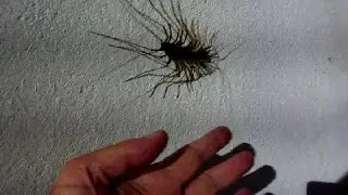 Giant Japanese House Centipede!