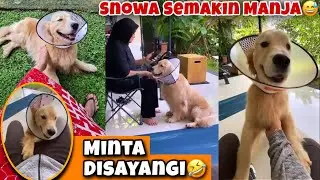 SNOWA SEMAKIN MANJA, SELALU MINTA DISAYANGI 😅🥰