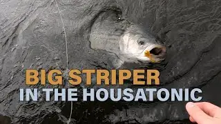 BIG STRIPER on the Housatonic River! - November Striper fishing