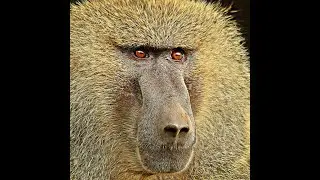 MONKEY MURDER