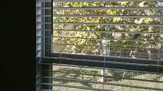 Bird on window