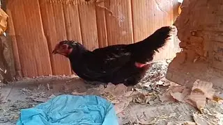 Actual Footage of Hen First Trying to Laying an Egg 🥚
