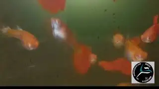 Full red albino importado