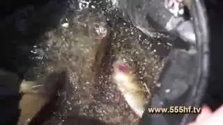 Ловим карася. С Олегом Журавлевым.