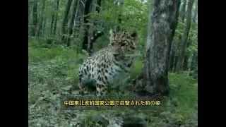 中国東北虎豹国家公園で目撃された豹の姿