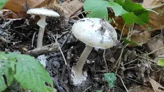 Бледная Поганка Ангел Разрушитель