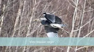 Vogels