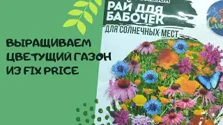 Blooming lawn from Fix Price