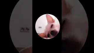 Бедная Чихуахуа #funny #рекомендации#педро #shorts