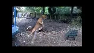 Pitbull Hugo Jumps for Tire