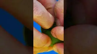 여긴 영월  귀농 토종다래편 shorts