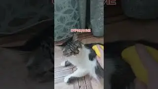 РАСЧЁСКА ДЛЯ ЖИВОТНЫХ HOME AURA. С паром