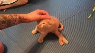 Paralyzed Kitten Surprises Everyone When She Regains Mobility After Vets Said
