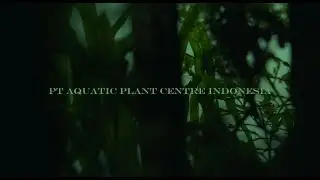 SURPRISE - Special Birthday Director APC1ndonesia