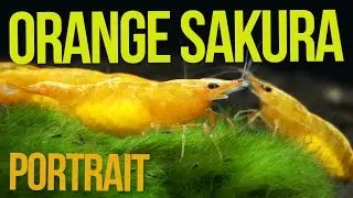 ORANGE SAKURA SHRIMP - Portrait