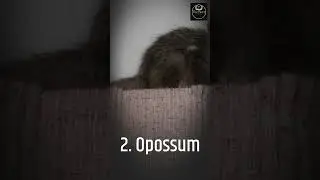 Animals That Use Waste to Survive and Thrive in Their Habitat #shorts