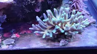 Añadimos dos bombas mas al Acuario marino