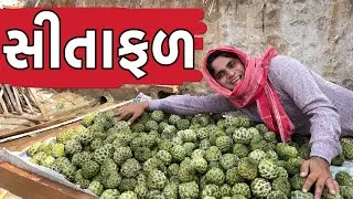 સીતાફળ | Khajur Bhai | Jigli and Khajur | Nitin Jani | Sitafal | Comedy Video | Khajur Comedy Videos