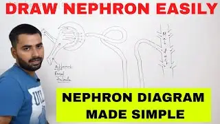 HOW TO DRAW NEPHRON IN EASY WAY-  10 CBSE
