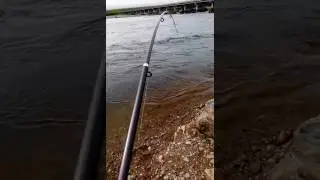 Ловим горбушу