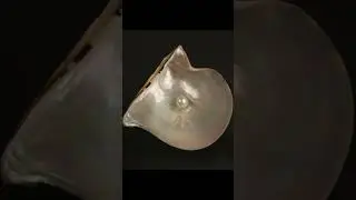 Do Giant Clams Make Giant Pearls?