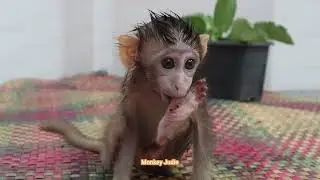 Pitiful baby monkey Ting Ting crying silently hungry milk