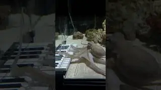 I taught an octopus piano (it took 6 months)