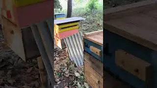 Revisão dos Enxames - Começou entrar Mel 🍯 🐝