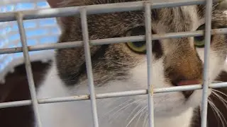 A trip to the vet #vlog