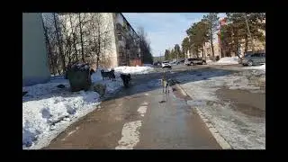 Стая собак в центре Ленска. 13.04.2021 г.