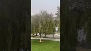 Salix Babylonica Willow of Dry Areas(Willow in Punjab)