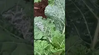 Sukuma wiki Kenyan number one vegetable 🇰🇪#travel #vegetables #shortvideo #short
