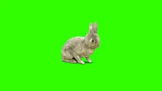 Green screen |🐰 Hare, rabbit 🐇| Footage | Video background | Download | №256