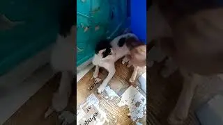 happy Sunday good morning everyone #viral catlover#🥰🥰