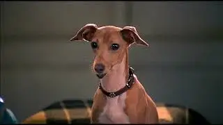 Good Boy! (2003) Brittany Murphy (Nelly) [voice]