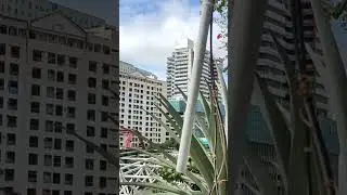 bomutin Kuna apat na taun walang Bunga, 