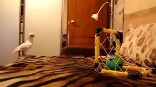 Попугай футболист под музыку забивает голы