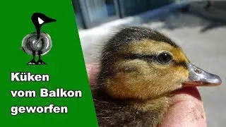 Küken vom Balkon geworfen - Tiernotruf #152