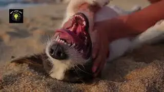 ✅COMO CAMBIAR LA VIDA DE TU PERRO-ADIESTRAMIENTO CANINO EN CASA 2023