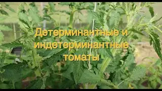 Детерминантные и индетерминантные томаты