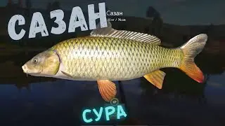 Русская рыбалка 4 (РР4) р. Сура Сазан
